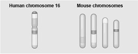 <p><span>The figure shows a diagram of blocks of genes on human chromosome 16 in different shade os greys, and the locations of blocks of similar genes on four chromosomes of the mouse.</span></p><p><span>Which of the following statements describes the result of the movement of these blocks?</span></p><p></p><p><span>a.During evolutionary time, these sequences have separated and have returned to their original positions.</span></p><p><span>b.DNA sequences within these blocks have become increasingly divergent.</span></p><p><span>c.Sequences represented have duplicated at least three times.</span></p><p><span>d.Chromosomal rearrangements have moved blocks of sequences to other chromosomes.</span></p><p><span>e.</span>Transposable elements have moved blocks of sequences to other chromosomes</p>