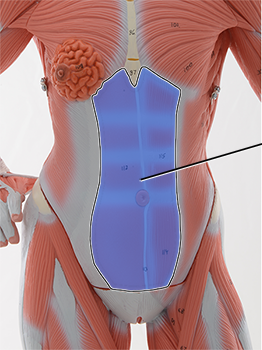 <p>Rectus abdominis ; Flexion of vertebral column</p>