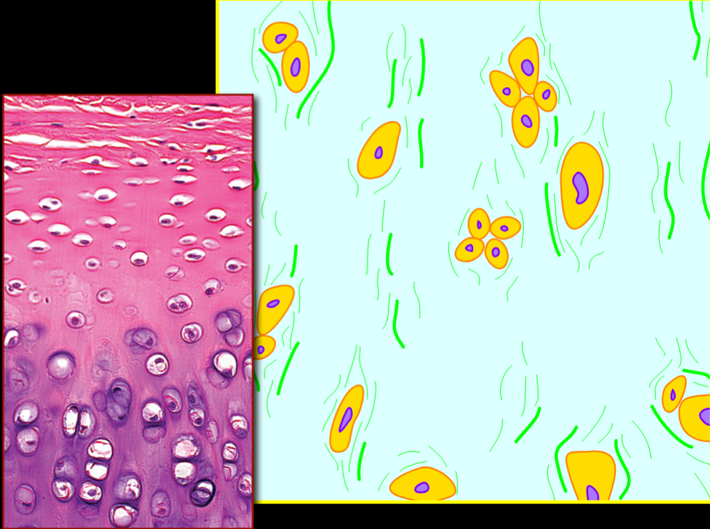 <p>Name, Structure, Distribution, Function</p>