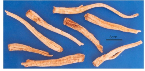 <p>rễ đã cạo bỏ vỏ ngoài</p>