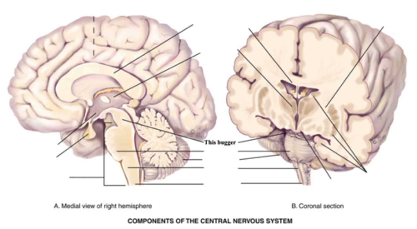 <p>Part of the brain stem that connects the spinal cord to the thalamus and hypothalamus</p>