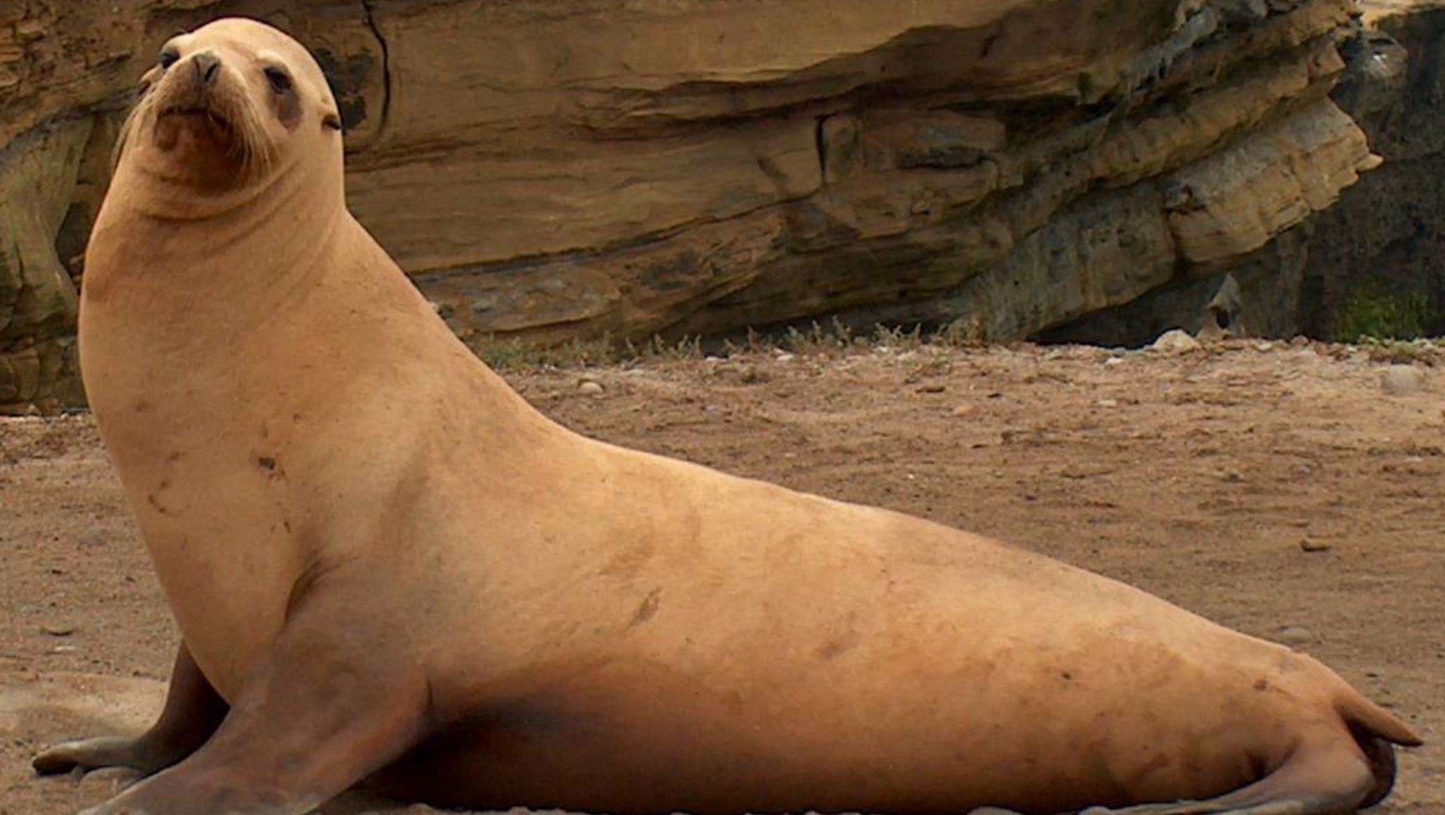 What pinniped family contains sea lions, fur seals, and eared seals?
