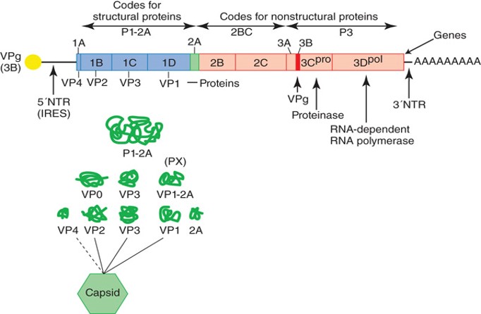 <p>Polio, hairpin IRES, Baltimore category 4, +ssRNA</p><p>same virus family picornaviradae</p>