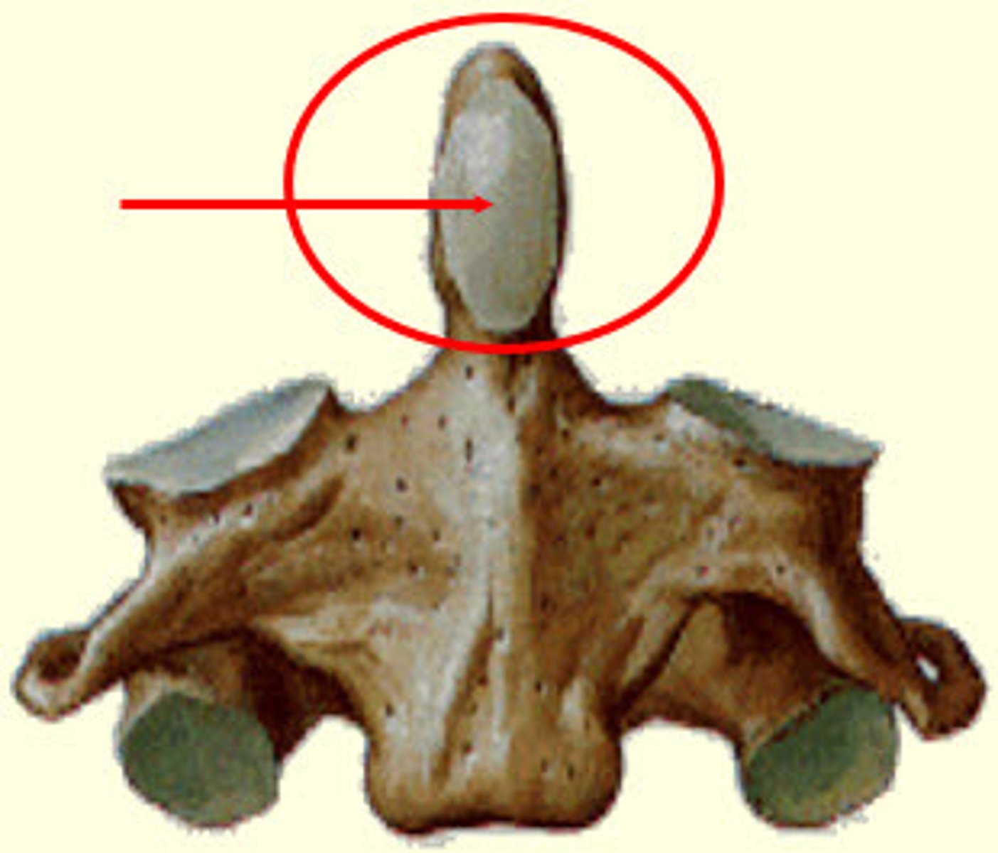 <p>articulates with posterior surface of anterior arch of Atlas (C1)</p>