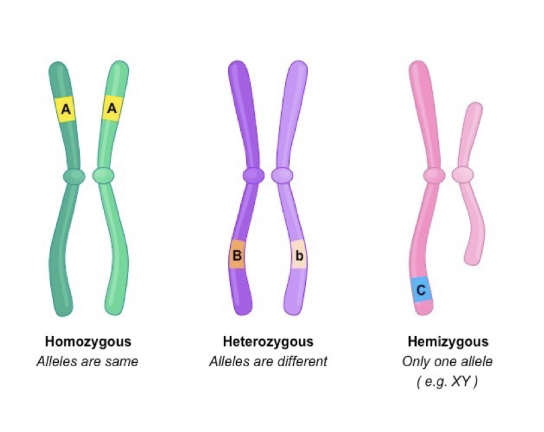 <p>if the maternal and paternal alleles are the same, the offspring is said to be homozygous. if the maternal and paternal allele are different, the offspring is said to be heterozygous. males old have one allele for each gene located on a sex chromosome and are said to be hemizygous</p>