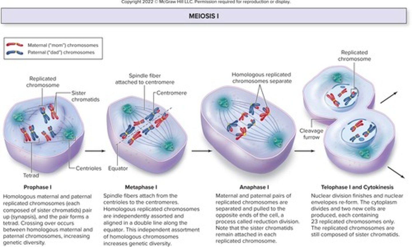 <p>1. Homologous chromosomes pair to form bivalents.</p><p>2. Crossing over (exchange of sections of genetic material) occurs at chiasmata.</p><p>3. Cell divides into two. Homologous chromosomes separate randomly. Each cell contains either maternal or paternal copy.</p>