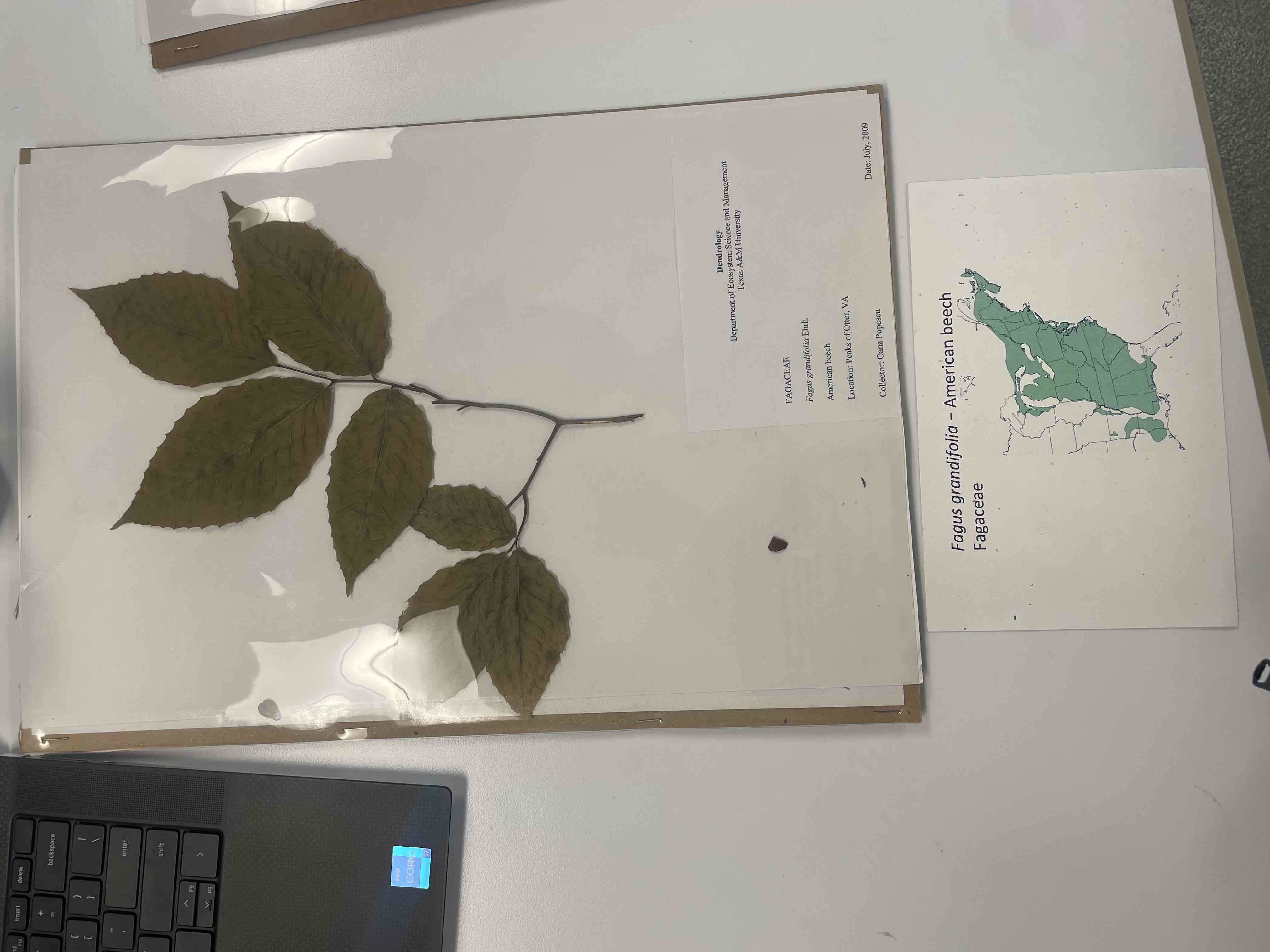 <p>American beech</p>