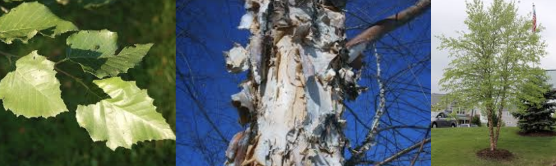 <p>River Birch</p>