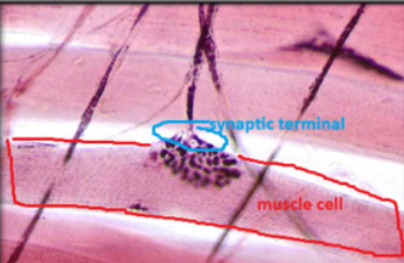 <p>found at n<span>euromuscular junction</span></p>