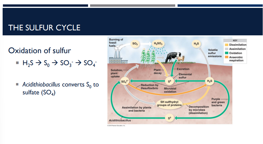 <p>In the oxidation of sulfur, for the sulfur cycle, which bacteria convert S0 to sulfate (SO4)?</p>