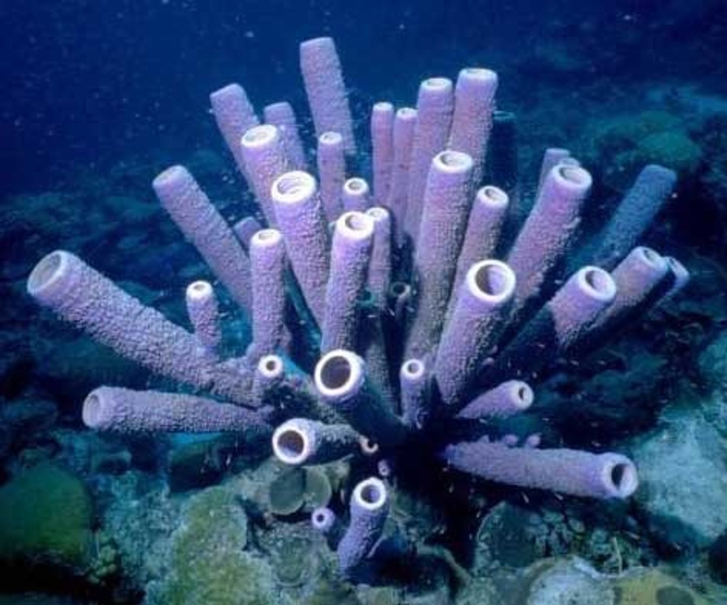 <p>Phylum of sponges; asymmetrical, no tissues.</p>
