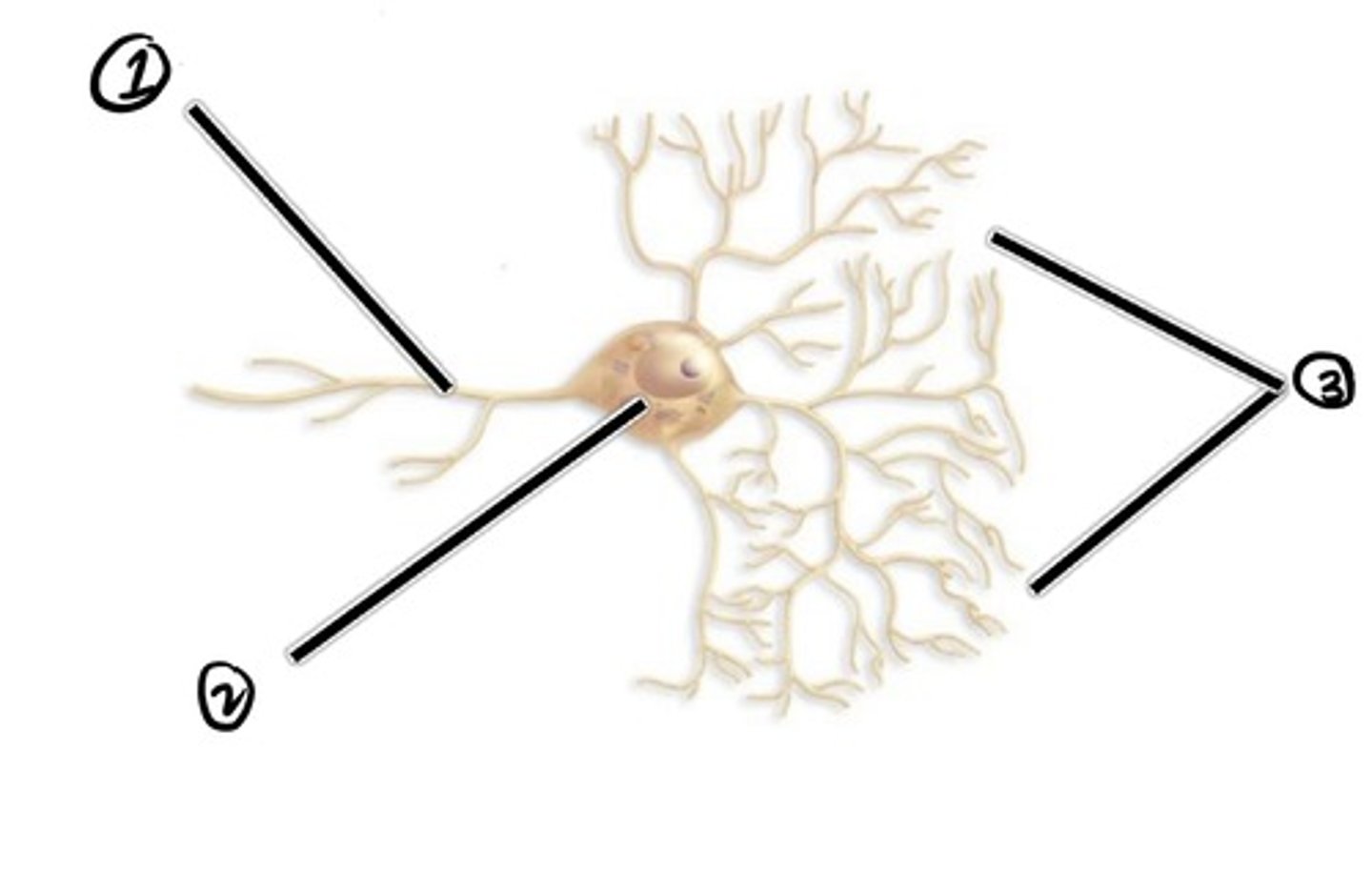 <p>what type of neuron is this?</p>