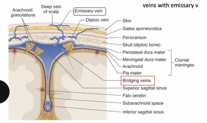 <ul><li><p>Bridging veins — bridge the cerebral vessels in subarachnoid space to the venous sinuses in the dural space </p></li><li><p>Emissary veins — bridge veins of scalp to the sinuses</p></li></ul>