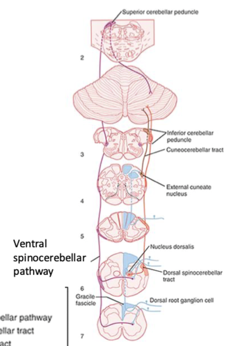 <p>Ascending somatosensory pathway 3 (Spinocerebellar tracts)</p>