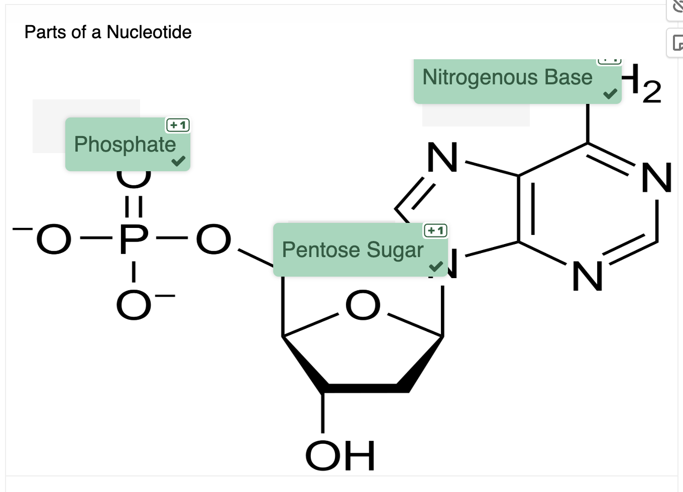 <p>Building blocks (monomers) of nucleic acids (DNA and RNA).</p><p>Composed of a phosphate group, a five-carbon sugar, and a nitrogenous base.</p>
