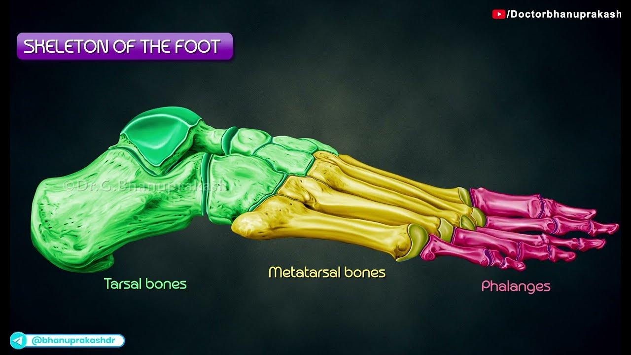 <p>foot term only</p>