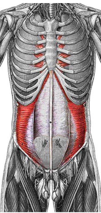 <p>Origin: inguinal ligament, lumbar fascia Insertion: linea alba, pubic crest Action: compresses abdominal contents</p>