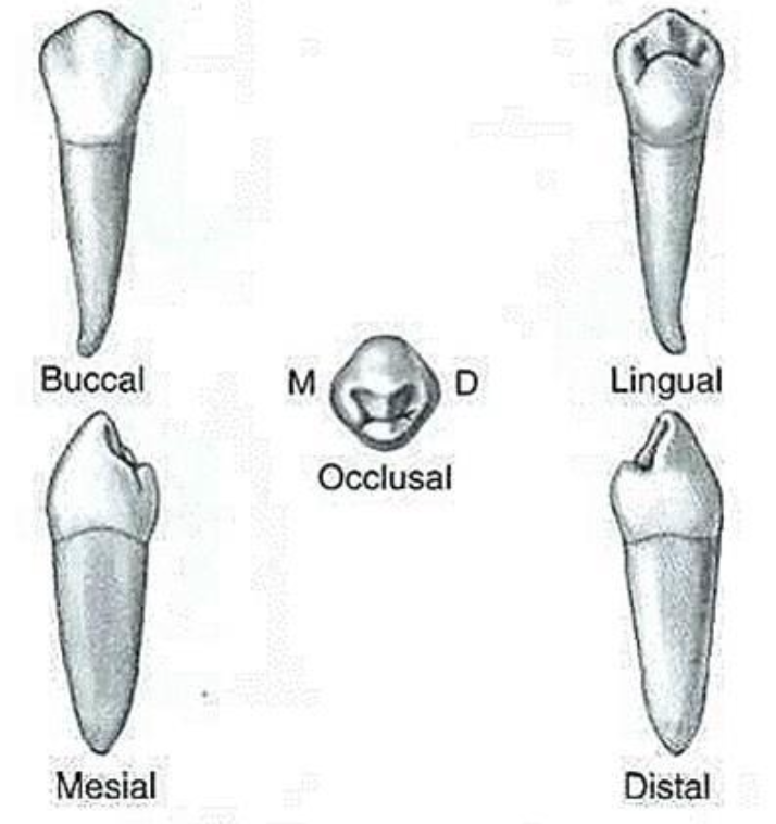 <p>What is this tooth ?</p>