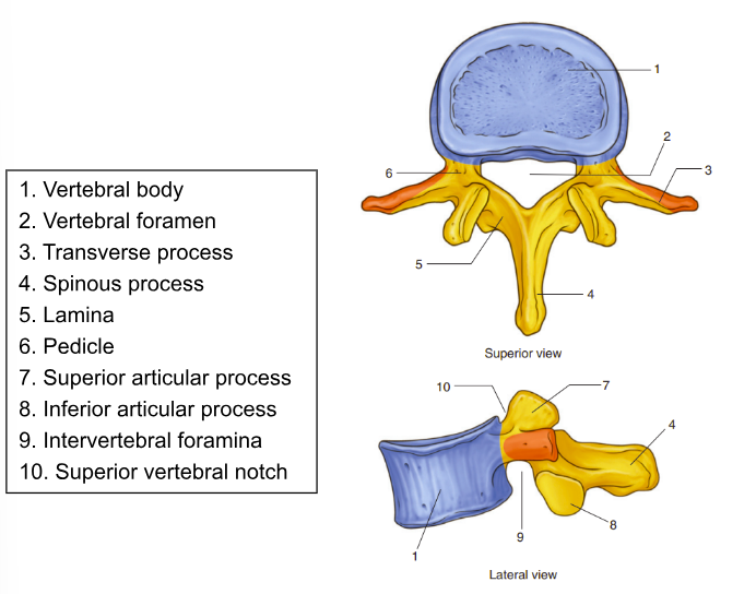 knowt flashcard image