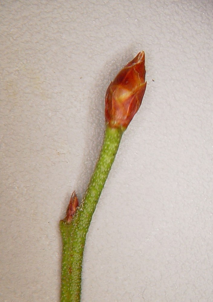 <ul><li><p>acidic poor soils, sandy areas</p></li><li><p>small low shrub</p></li><li><p>leaves: pinnate, ovate, lanceolate, narrow</p></li><li><p>buds: bright red</p></li><li><p>twigs: red or green  </p></li><li><p>repro: blueberries</p></li></ul>