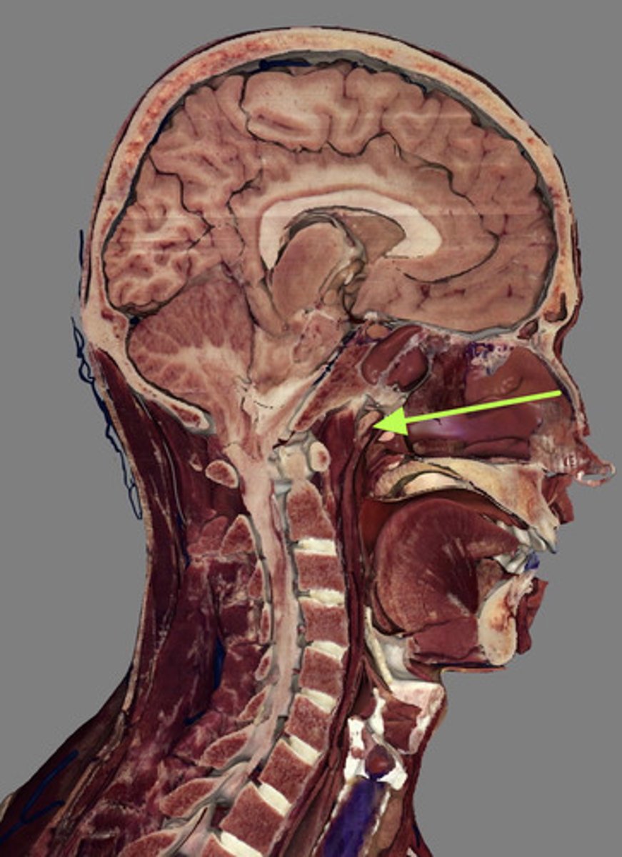 knowt flashcard image