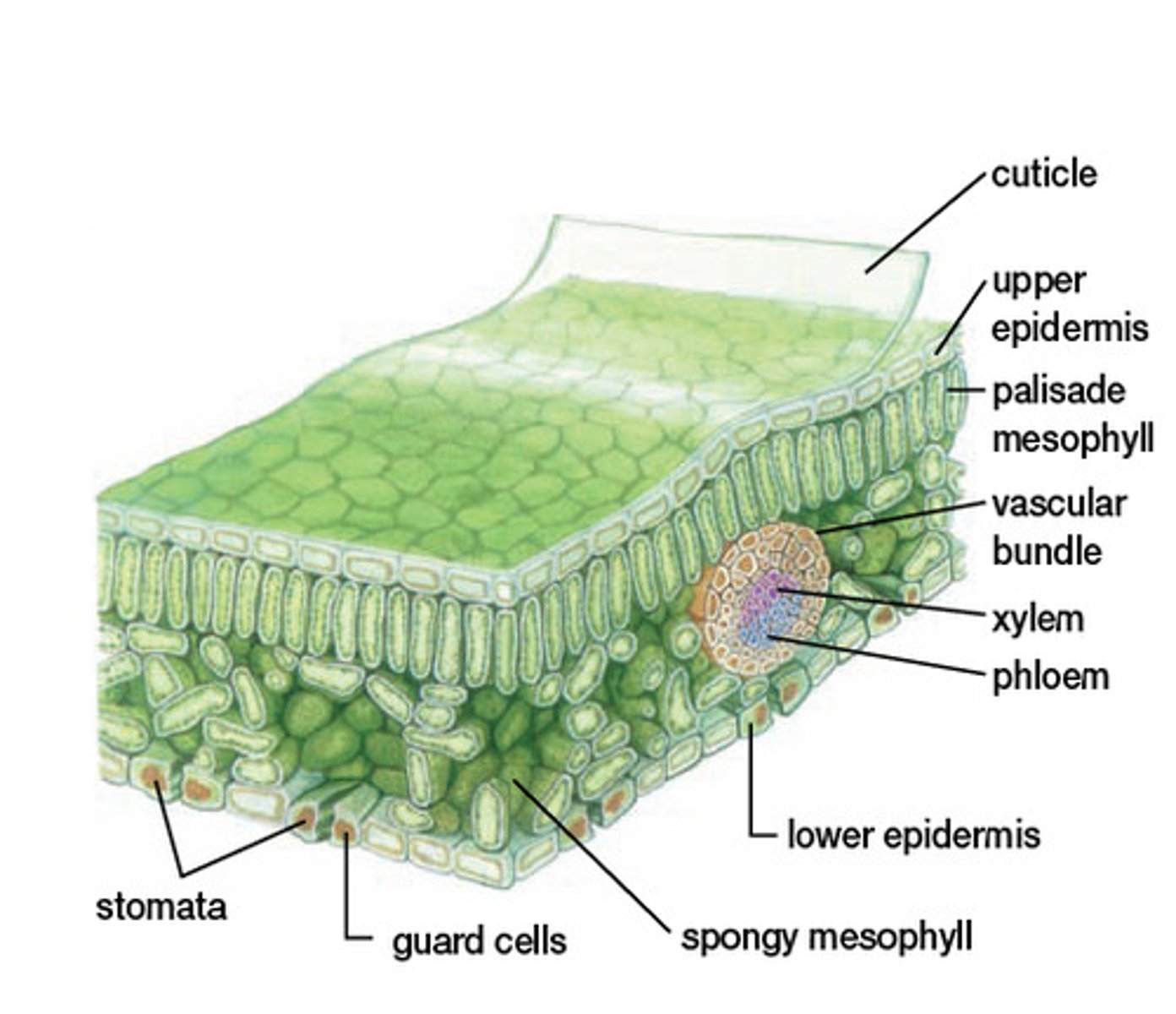 <p>This layer of cells at the very</p><p>top and bottom of the leaf has small cells</p><p>that are tightly linked together. The</p><p>epidermis creates a boundary between</p><p>the leaf and its environment.</p>