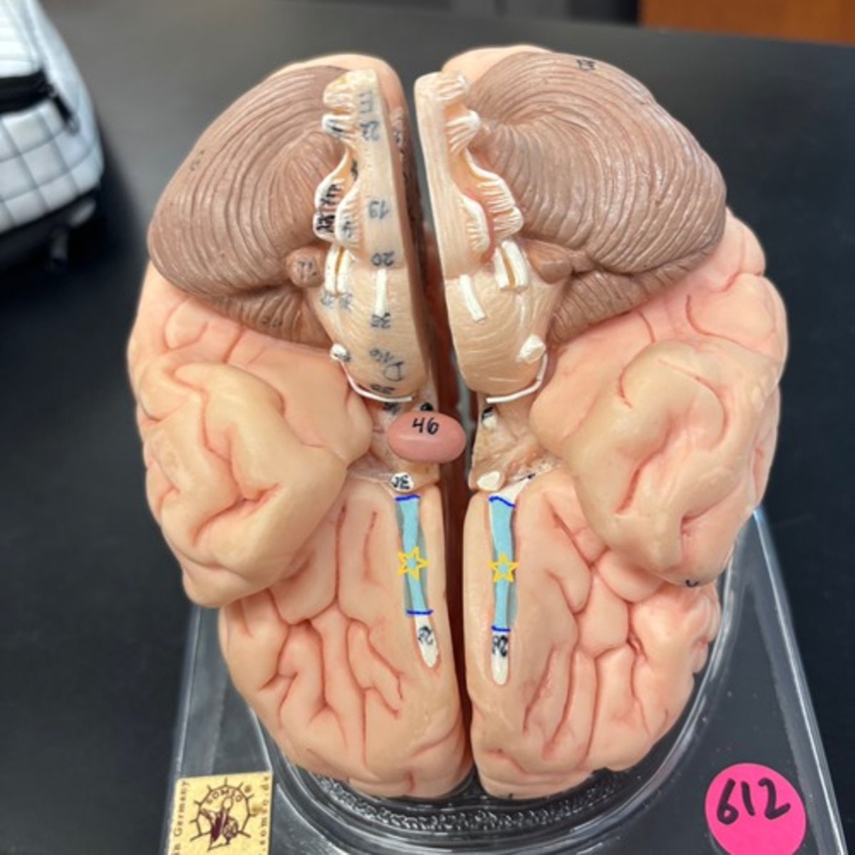 knowt flashcard image