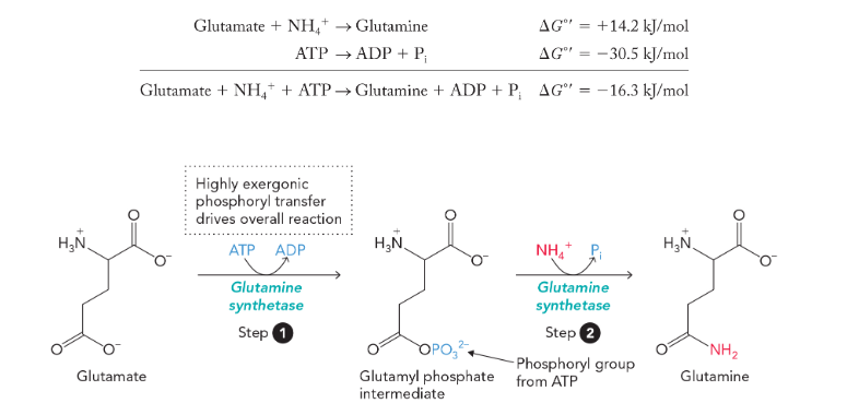 <ul><li><p>first step: γ-phosphoryl group of ATP is transferred to glutamate forming a glutamyl phosphate intermediate and ADP is released </p></li><li><p>second step: ammonium reacts with glutamyl phosphate to generate glutamine and the release of inorganic phosphate </p></li></ul><p></p>