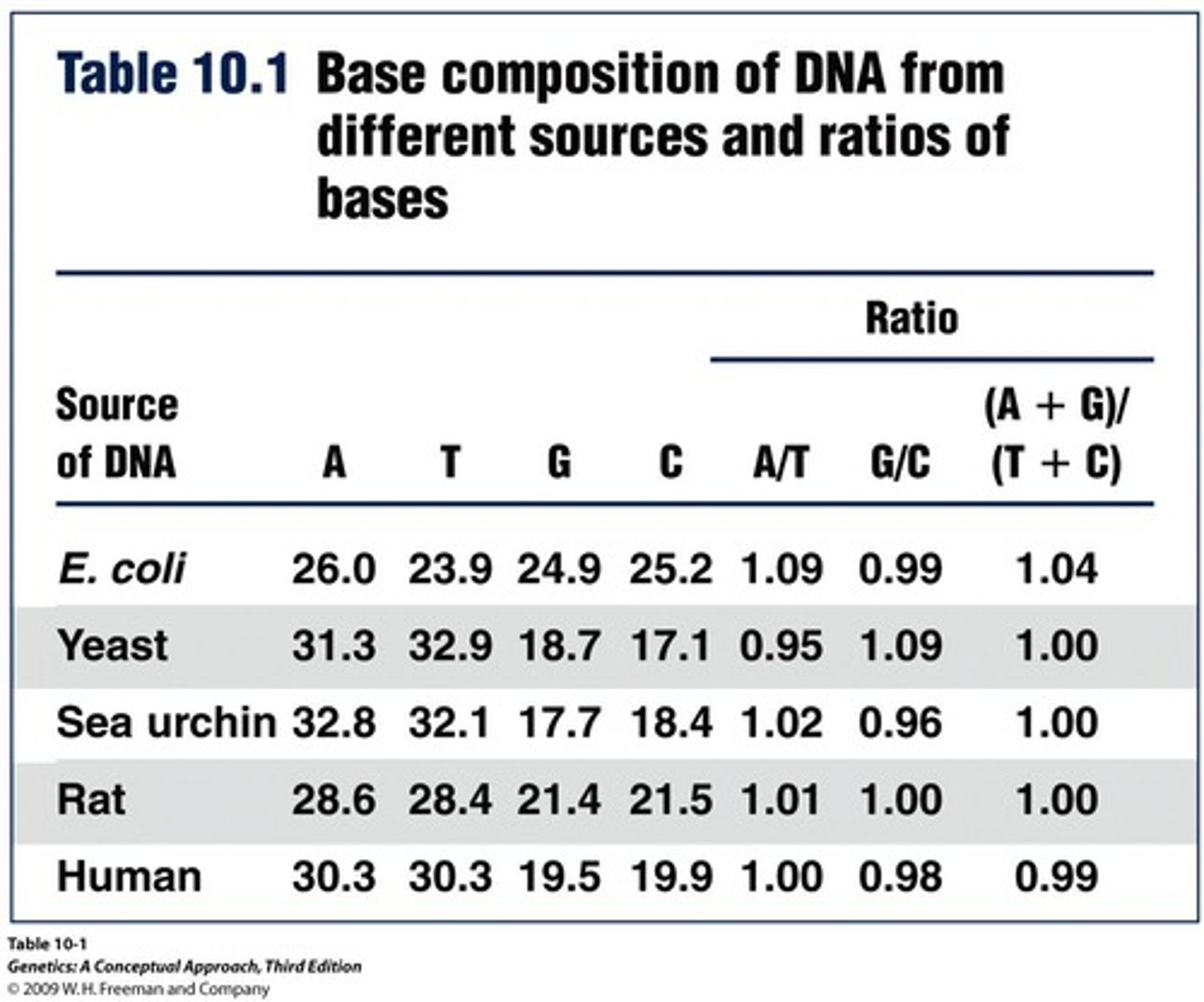 <p>Adenine equals Thymine (A = T) and Guanine equals Cytosine (G = C).</p>