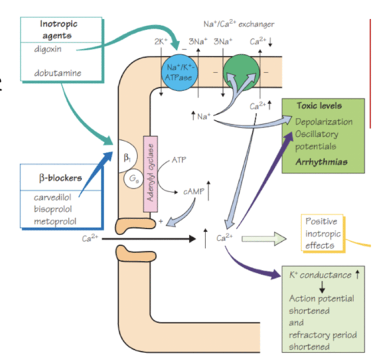 <p>- block B1 - adrenergic receptor (1 heart = B1, 2 lungs = B2)</p><p>- reduce force of cardiac contraction and speed of conduction</p><p>- block the damaging effects of overactive sympathetic activity</p><p>- negative chronotrope (decrease HR) - negative inotrope</p>