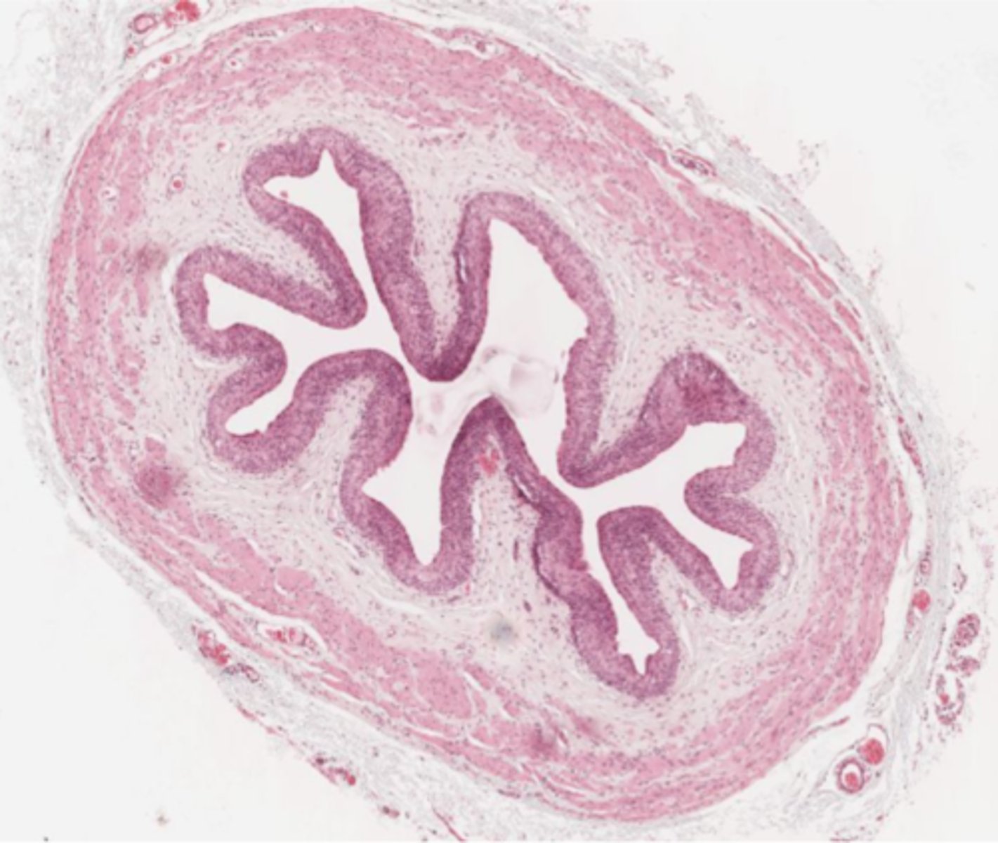 <p>Identify the duct in cross section of the urinary system</p>