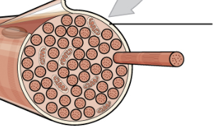 <p>the cell membrane</p>