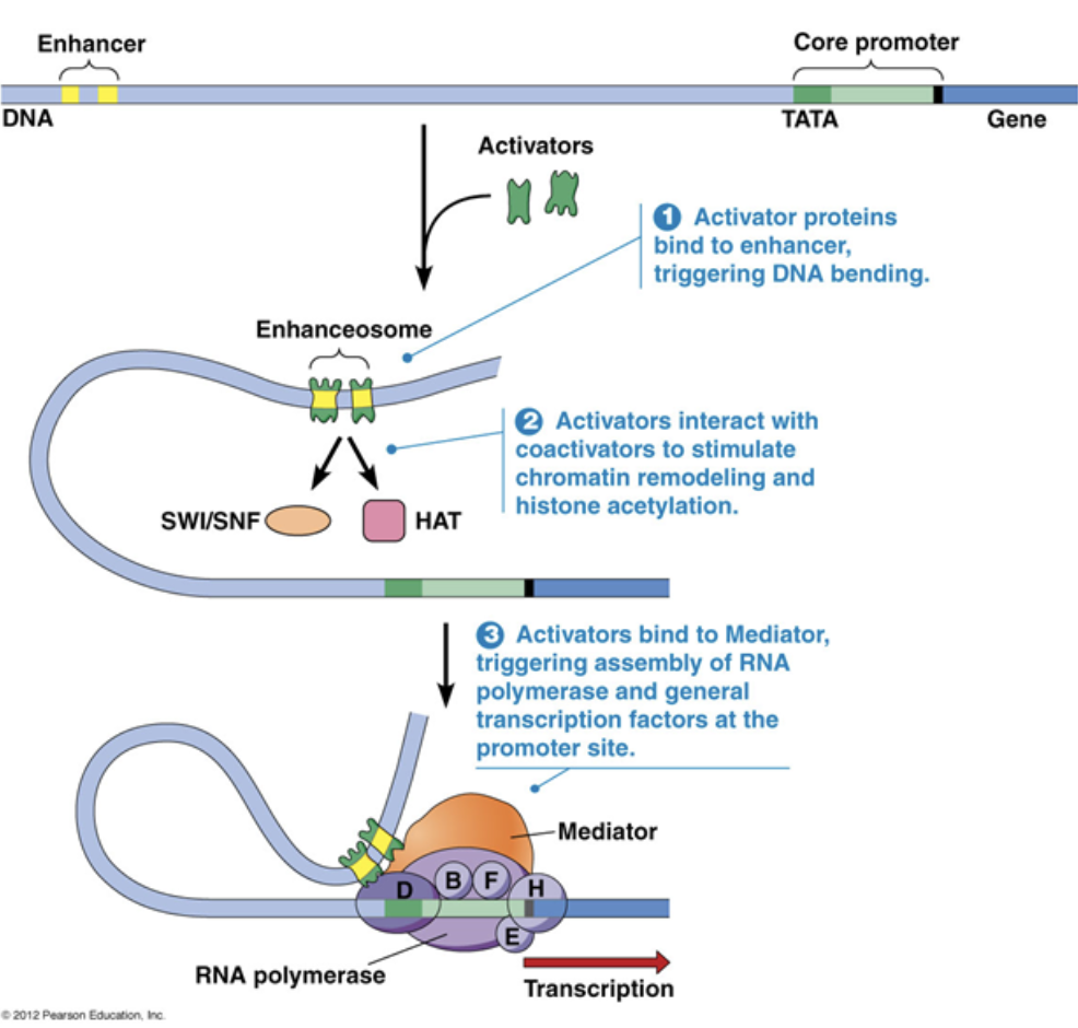 <ul><li><p>A type of cis factor</p></li><li><p>Far upstream of the core promoter, 100s-1000s of base pairs away</p></li><li><p><span style="background-color: transparent;"><span>Distal promoters can be very far away because DNA is flexible and can loop in 3D toward the core promoter</span></span></p></li><li><p><span style="background-color: transparent;"><span>They can be </span><u><span>enhancers</span></u><span>, which are bound to activators. They can also be </span><u><span>silencers</span></u><span>, which are bound to repressors. Only regulatory transcription factors bind to it</span></span></p></li><li><p><span style="background-color: transparent;"><span>A small amount of transcription can occur with just the core promoter, but transcription rates increase by A LOT with the presence of an enhancer</span></span></p></li></ul><p></p>