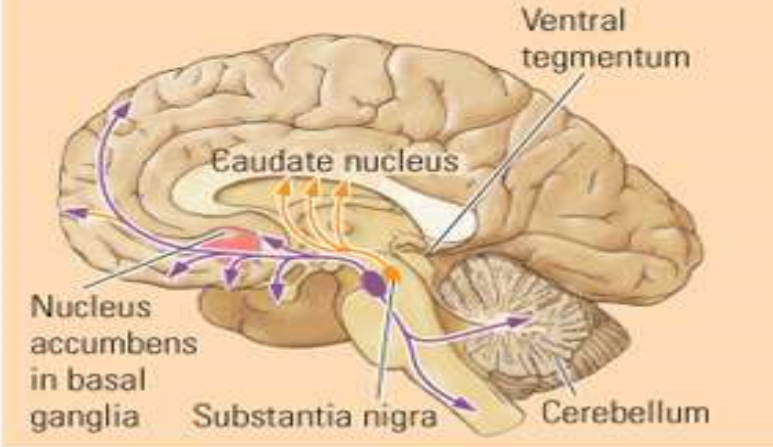 <p>Welk neurotransmittersysteem is dit?</p>