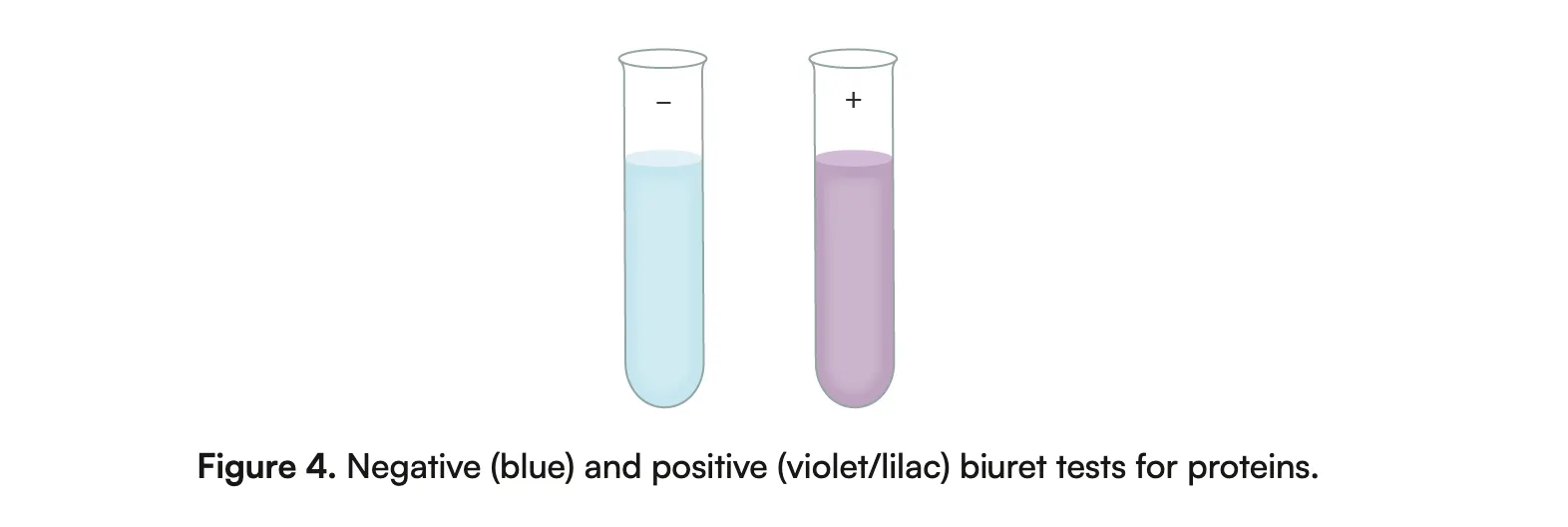<ul><li><p>Solution used to test for presence of proteins</p></li></ul><p></p>