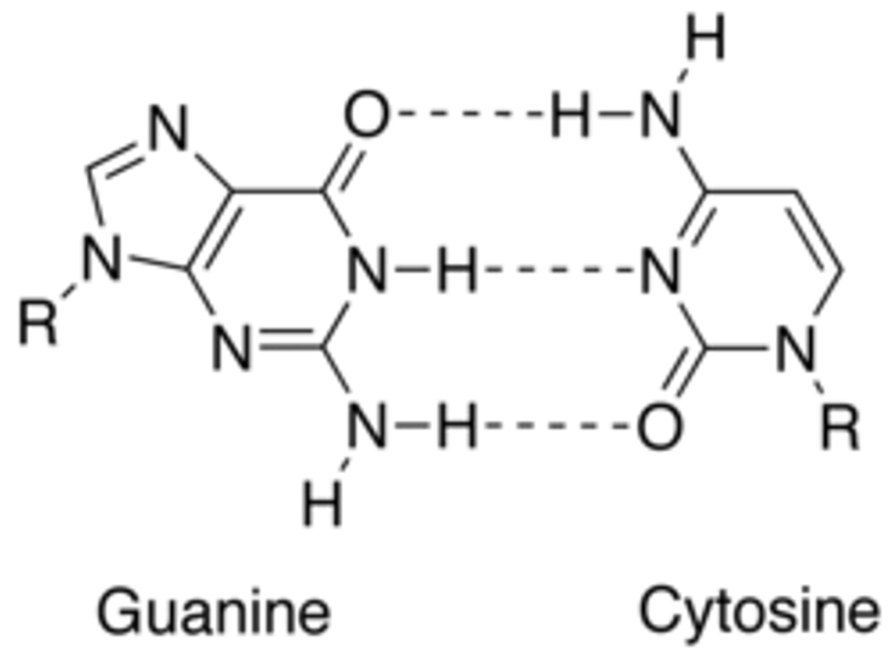 <p>Bases only link together in a specific way</p><p>A—T</p><p>C—G</p><p>The bond between pairs are is a weak hydrogen bond.</p>