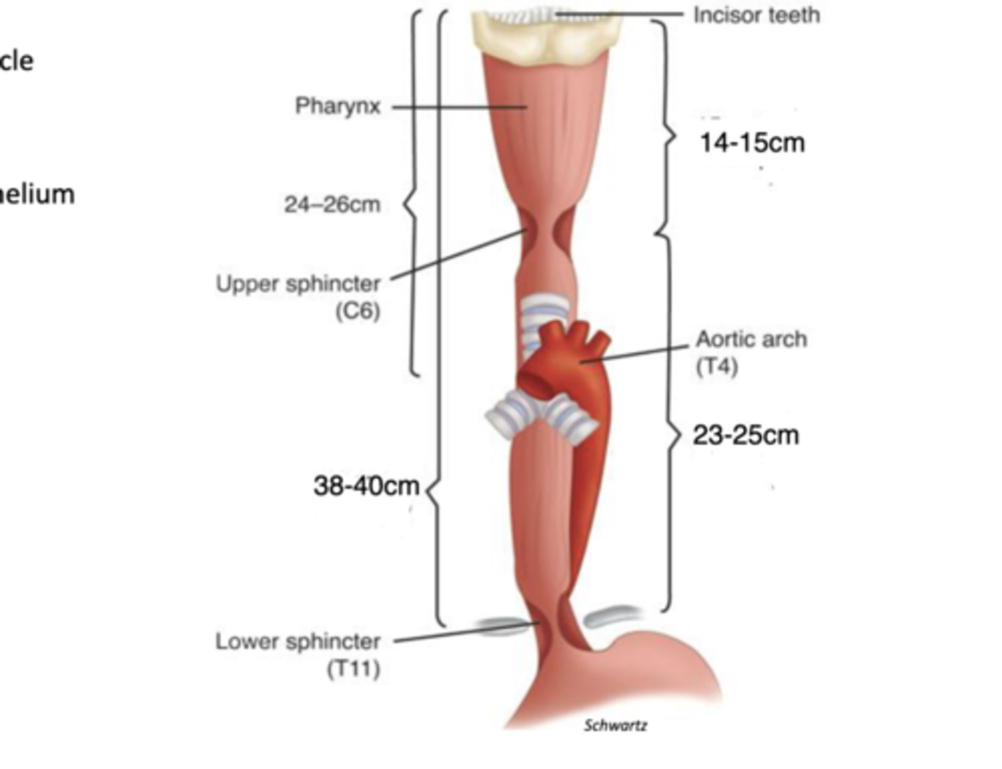 <p>-cervical --&gt; circoid cartilage area at level C5/6</p><p>-thoracic --&gt; aortic arch level at T4/5</p><p>-abdominal --&gt; esophageal hiatus level at T10/11</p>