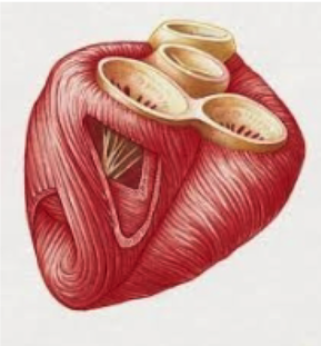 <p>Bundles of fibers encircle the heart and have circular, longitudinal and oblique orientations</p><p>This allows for what?</p>