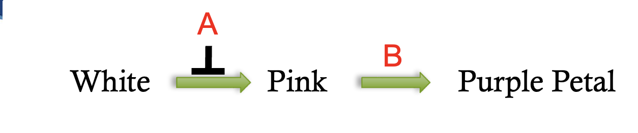 <p>dominant epistasis gene interaction pathway</p>