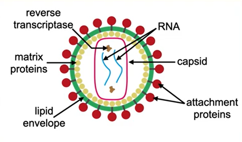 <ul><li><p>on the inside of HIV, there is a protein capsid containing:</p><ul><li><p>2 RNA strands</p></li><li><p>enzymes such as reverse transcriptase and integrase.</p></li></ul></li></ul><p></p><ul><li><p>on the outside of HIV, there is a lipid envelope with:</p><ul><li><p>GP120 attachment proteins embedded on the outside</p></li><li><p>matrix proteins on the inside</p></li></ul></li></ul><p></p>