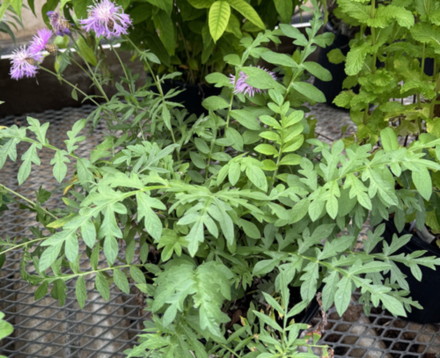<p>What is the common name for this plant?</p>