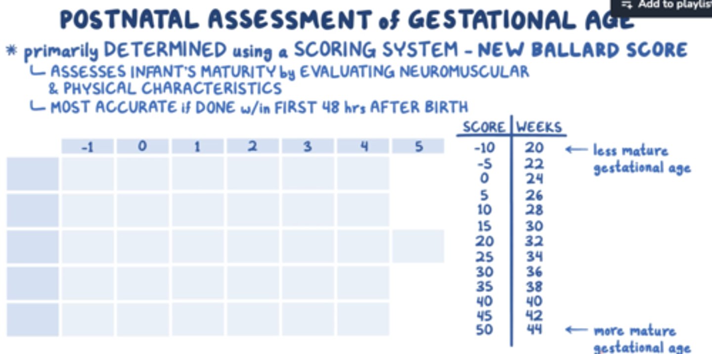 <p>assesses gestational age</p>
