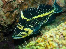* blue/black with yellow molting
* solitary crevice dweller