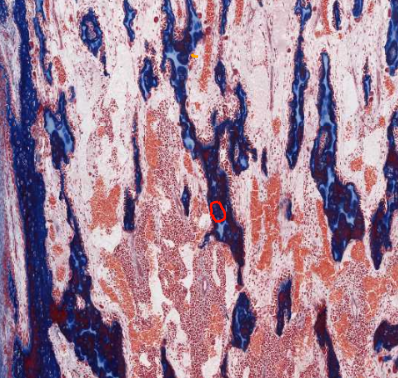 <ol start="12"><li><p>Identify these cells</p></li></ol><p></p>