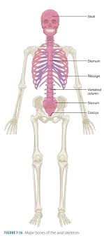 <p>central core of the human skeleton that provides structural support for the body and protects essential organs (skull, vertebral column, rib cage, sternum)</p>
