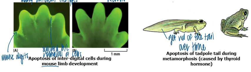<p>regulated form of cell death that occurs during development in homeostasis of organs </p><ul><li><p>mass turnover in healthy human body </p></li><li><p>cotnrolled cell death for homeostasis </p></li></ul><p></p>