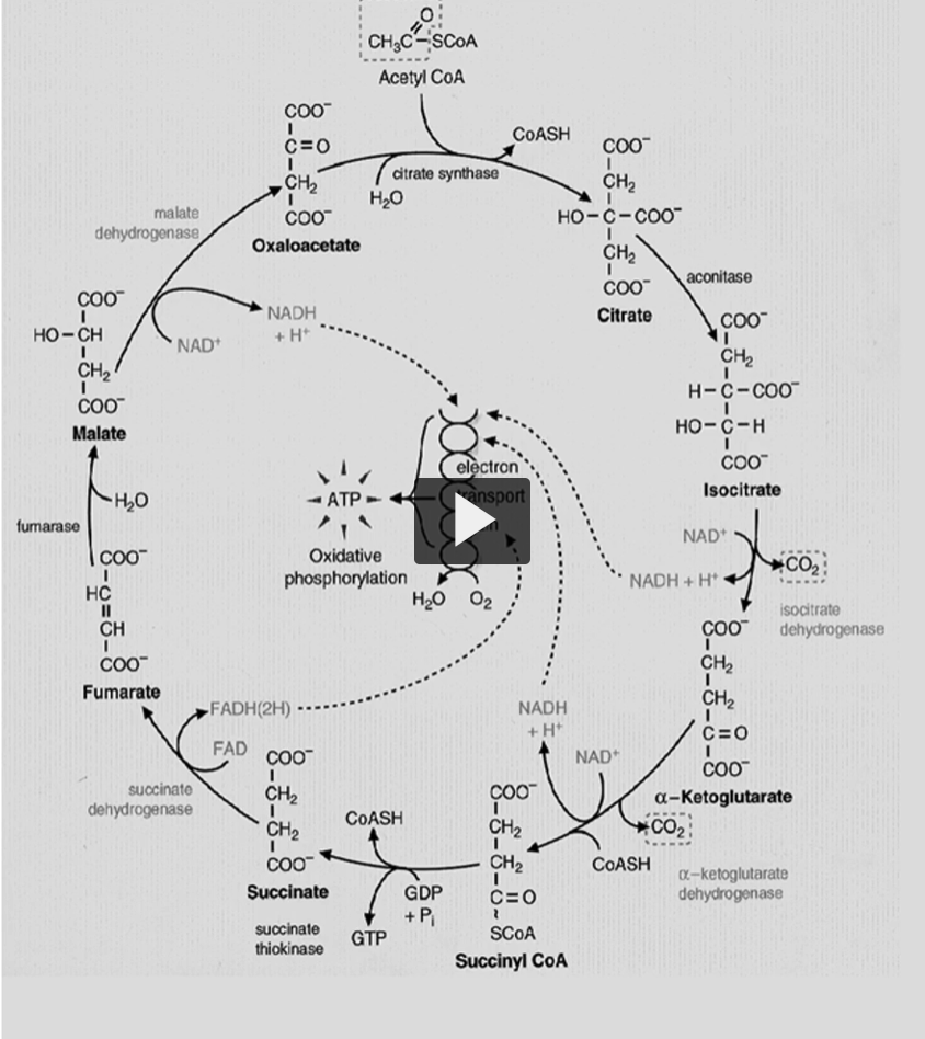 <p><u>ATP not directly formed</u></p><p><strong>ATP</strong> is <strong>not directly formed </strong>in <strong>Kreb’s cycle</strong>, but <strong>the reduction of NAD</strong> and <strong>FAD </strong>into <strong>NADH</strong> and<strong> FADH2</strong> will <strong>carry the electrons needed</strong> in<strong> oxidation phosphorylation to produce ATP</strong></p><p>1. What the Krebs cycle actually produces </p><p>When <strong>acetyl-CoA enters the Krebs (TCA) cycle</strong>, most of the energy is captured in <strong>reduced electron carriers</strong>:</p><p>Products per acetyl-CoA:</p><ul><li><p><strong>3 NADH</strong></p></li><li><p><strong>1 FADH₂</strong></p></li><li><p><strong>1 GTP (≈ ATP)</strong></p></li><li><p><strong>CO₂</strong></p></li></ul><p>So technically <strong>one ATP-equivalent (GTP)</strong> is produced, but the <strong>major energy yield comes later</strong>.</p><p>2. What NADH and FADH₂ are </p><p>NADH and FADH₂ are <strong>electron carriers</strong>.</p><p>During the Krebs cycle:</p><ul><li><p>NAD⁺ <strong>accepts electrons</strong> → becomes <strong>NADH</strong></p></li><li><p>FAD <strong>accepts electrons</strong> → becomes <strong>FADH₂</strong></p></li></ul><p>These electrons store <strong>high-energy chemical energy</strong>.</p><p>Think of them like <strong>charged batteries</strong>.</p><p>3. Where ATP is actually made </p><p>The electrons carried by <strong>NADH and FADH₂</strong> go to the <strong>electron transport chain</strong> in the <strong>inner mitochondrial membrane</strong>.</p><p>There, the electrons move through a series of proteins.</p><p>As they move:</p><ul><li><p>protons (H⁺) are pumped across the membrane</p></li><li><p>this creates a <strong>proton gradient</strong></p></li></ul><p>4. Oxidative phosphorylation </p><p>The proton gradient powers the enzyme <strong>ATP synthase</strong>.</p><p>Protons flow back through ATP synthase and this drives:</p><p> <span>ADP+Pi→ATP</span> </p><p>This process is called <strong>oxidative phosphorylation</strong>.</p><p><u>only high energy compound formed during Kreb’s cycle</u></p><p>the only high energy compound formed during Kreb’s cycle is GTP from GDP. This will then GDP is interconverted to ATP by a nucleoside, diphosphate kinase.</p>