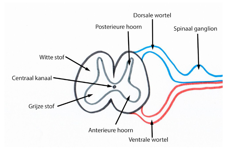 <ul><li><p>centraal gelegen grijze stof</p><ul><li><p>vlindervormig (of H-vormig) geschikt rond nauw centraal kanaal (canalis spinalis)</p><ul><li><p>canalis spinalis: afgelijnd door ependymcellen</p></li></ul></li><li><p>in grijze stof: perikarya van morfologisch &amp; functioneel verschillende neuronen</p><ul><li><p>ertussen: gliacellen &amp; zenuwvezels die grijze stof verlaten</p></li><li><p>laminae te onderscheiden (10) = laminae van Rexed</p></li></ul></li></ul></li><li><p>errond: witte stof</p><ul><li><p>in witte stof: gemyeliniseerde vezels &amp; gliacellen</p></li></ul></li></ul><p>→ omgekeerde van grote &amp; kleine hersenen!</p><p>(tussen anterieure &amp; posterieure hoorn: laterale hoorn → van T1 tot L2 met neuronen van orthosympathicus)</p><p></p>