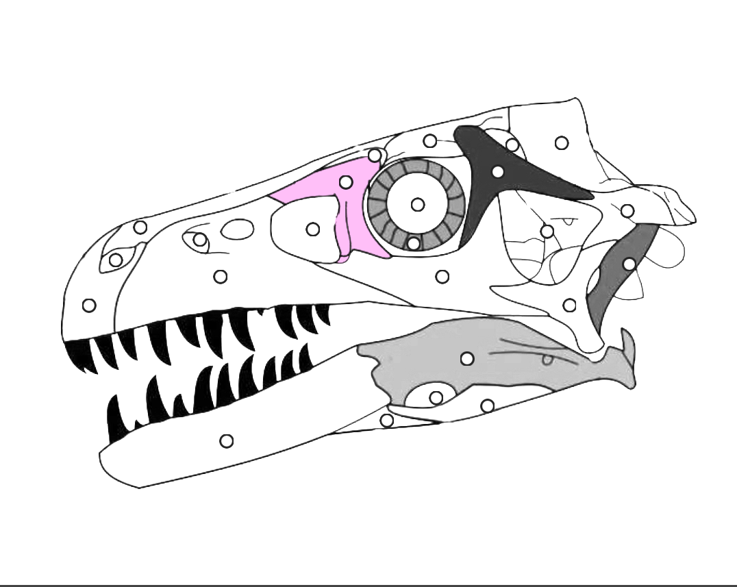 <p>What part of the dinosaur skull is this?</p>