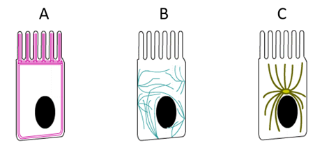 <p>Welk type cytoskelet is te zien in tekening C?</p>